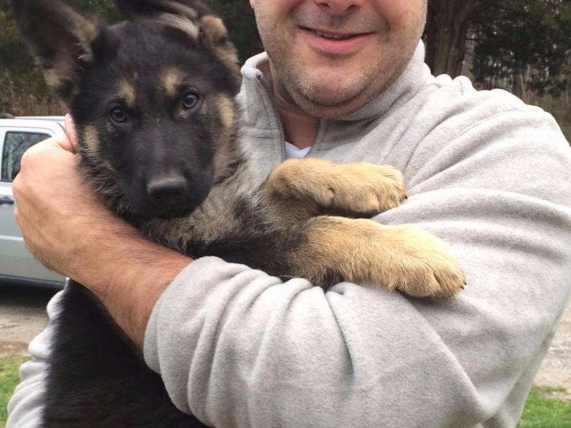 German Shepherd Dog Puppies Working Lines breeder image 3