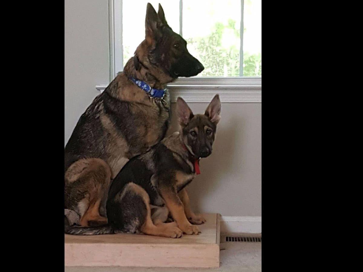 German Shepherd Dog Puppies Working Lines breeder image 58
