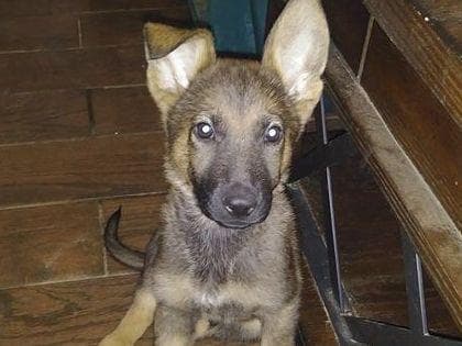German Shepherd Dog Puppies Working Lines breeder image 9