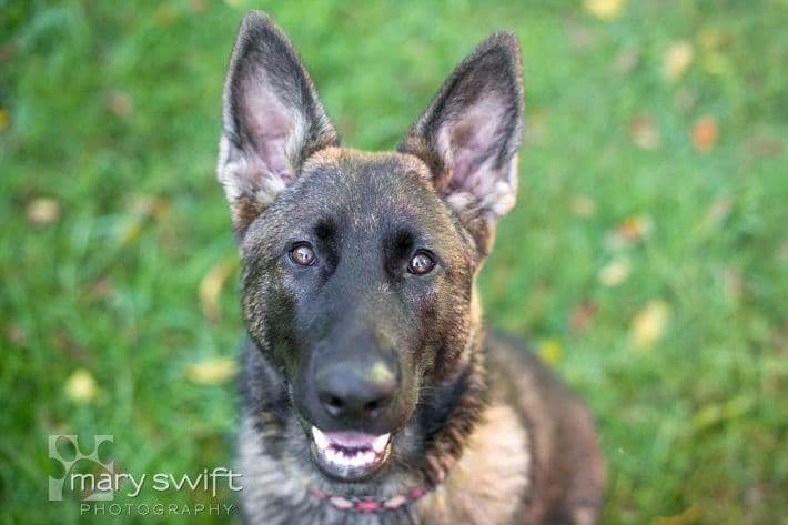 German Shepherd Dog Puppies Working Lines breeder image 8