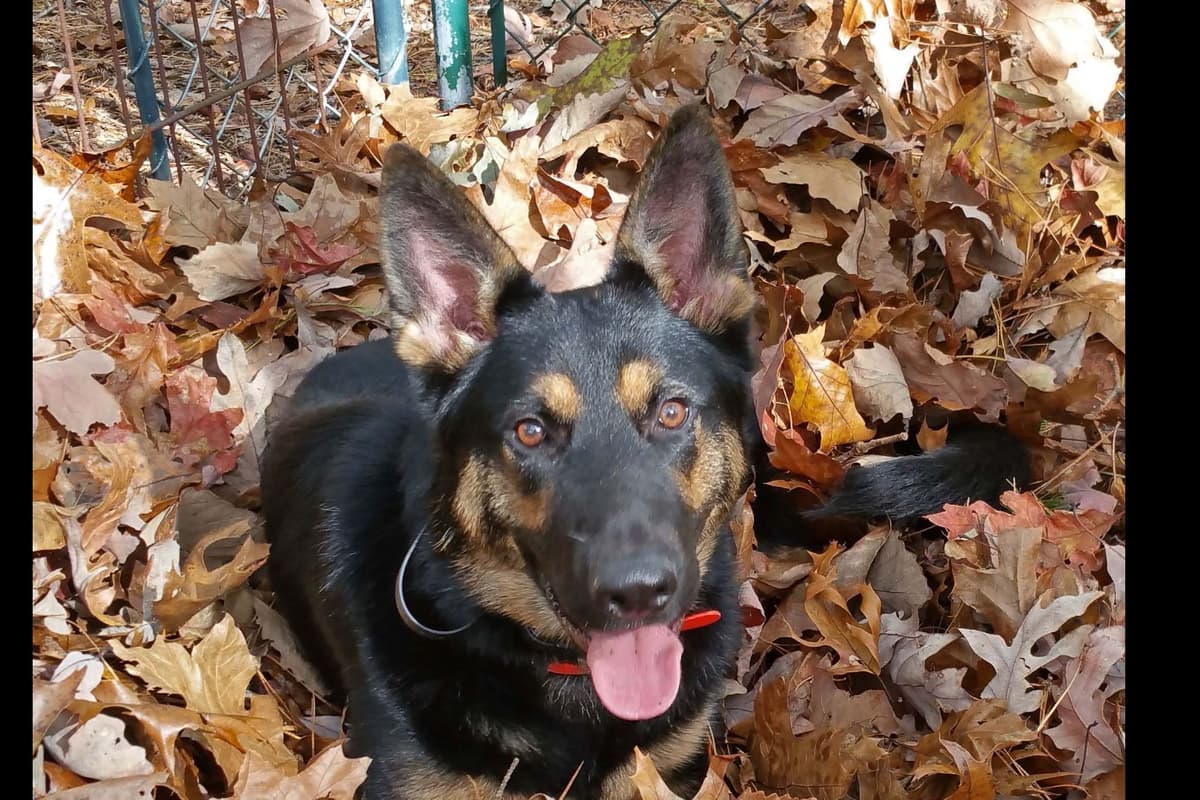 German Shepherd Dog Puppies Working Lines breeder image 4
