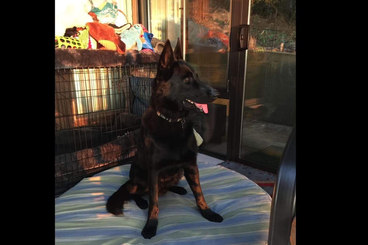 German Shepherd Dog Puppies Working Lines breeder image 6