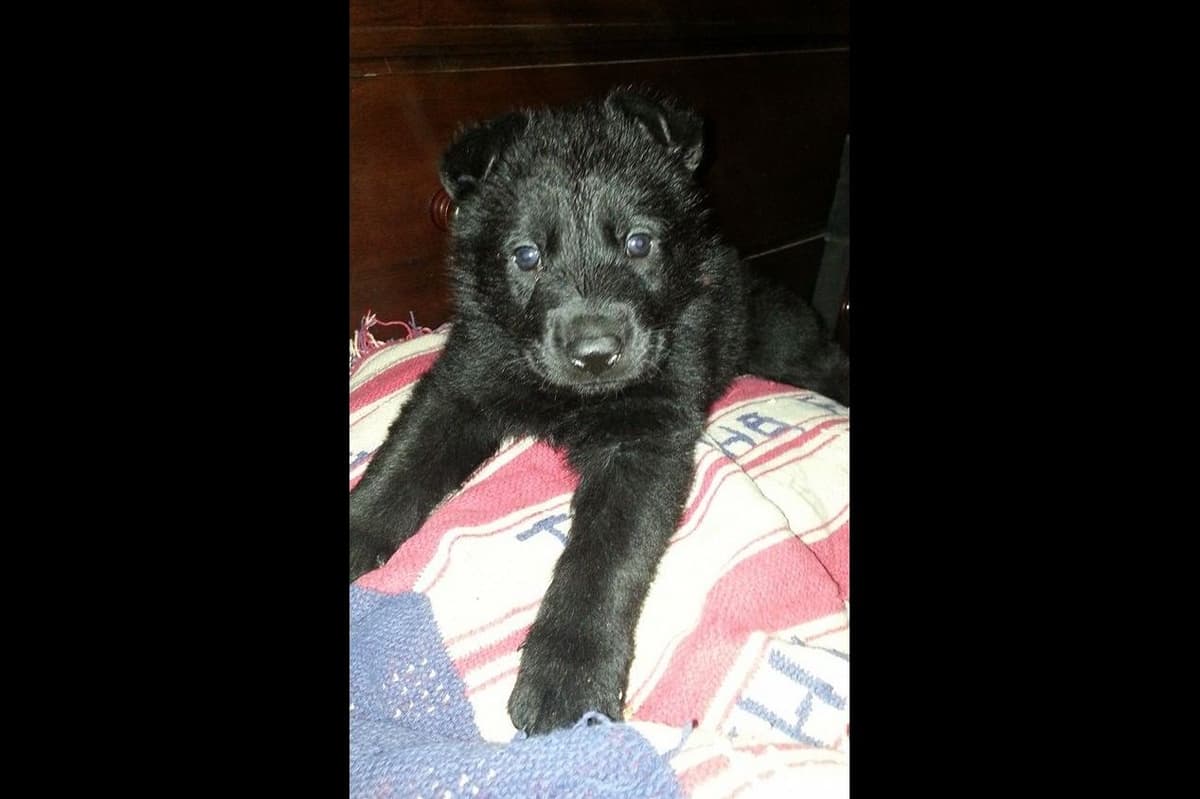 German Shepherd Dog Puppies Working Lines breeder image 61