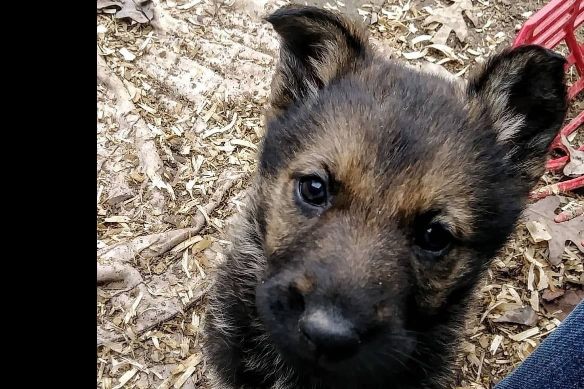 German Shepherd Dog Puppies Working Lines breeder image 62