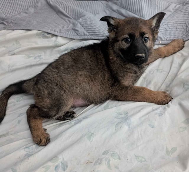 German Shepherd Dog Puppies Working Lines media 2