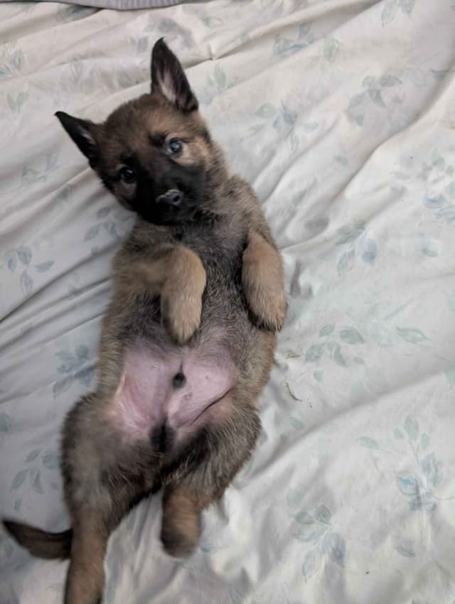 German Shepherd Dog Puppies Working Lines media 3