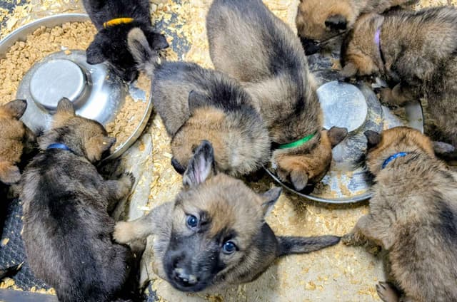 German Shepherd Dog Puppies Working Lines media 5