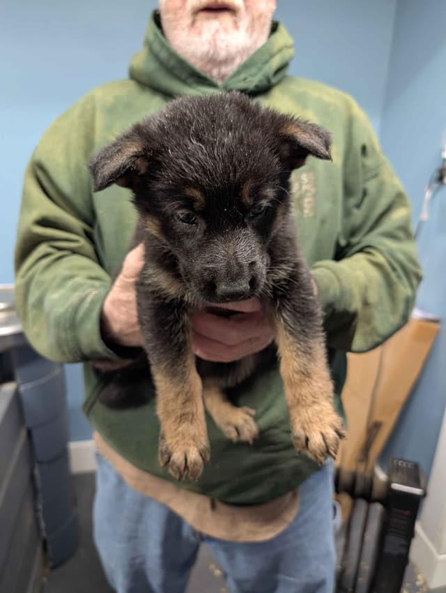 German Shepherd Dog Puppies Working Lines media 4