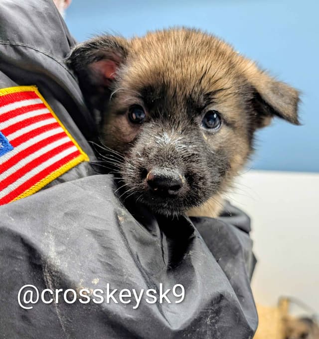 German Shepherd Dog Puppies Working Lines media 7