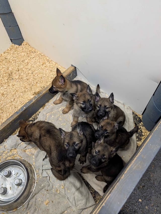 German Shepherd Dog Puppies Working Lines media 6