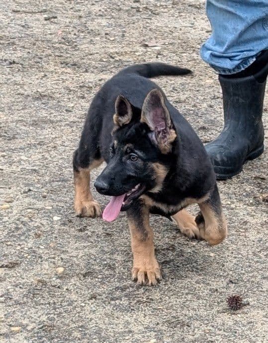 German Shepherd Dog Puppies Working Lines media 9