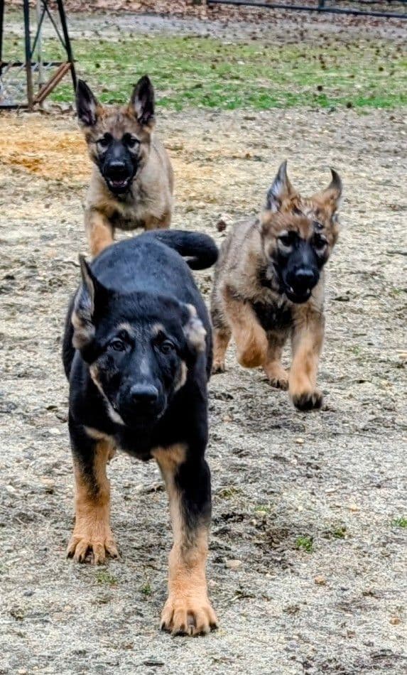 German Shepherd Dog Puppies Working Lines media 10