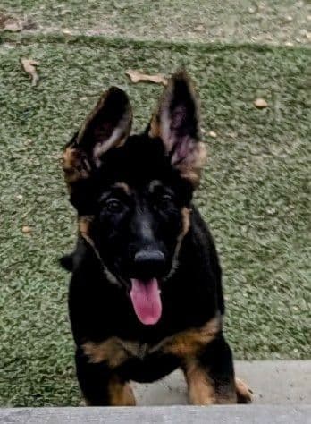 German Shepherd Dog Puppies Working Lines media 11