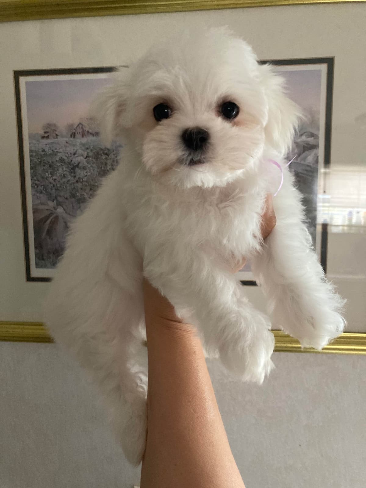 Champion line Maltese Puppies breeder image 5