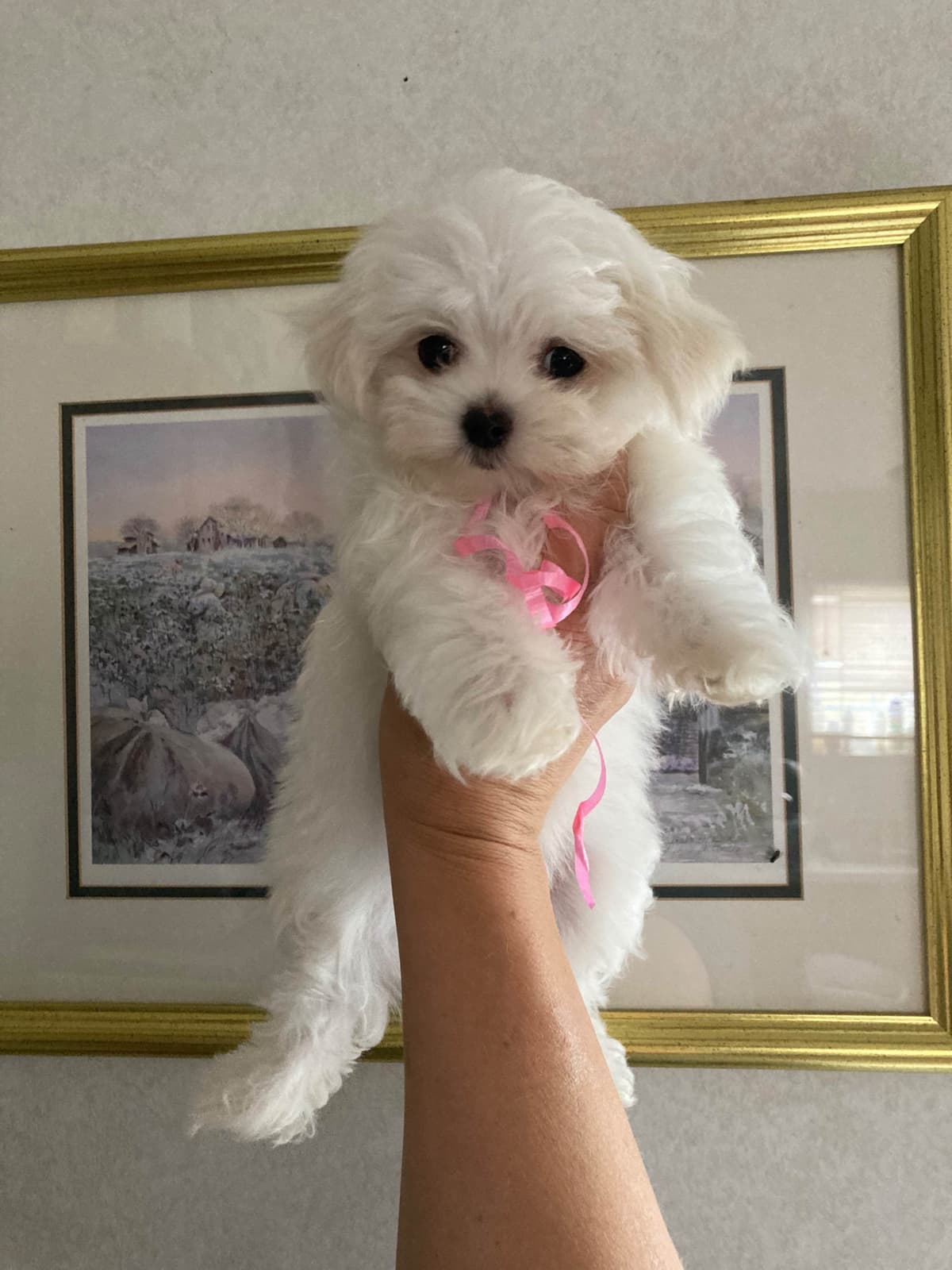Champion line Maltese Puppies breeder image 6
