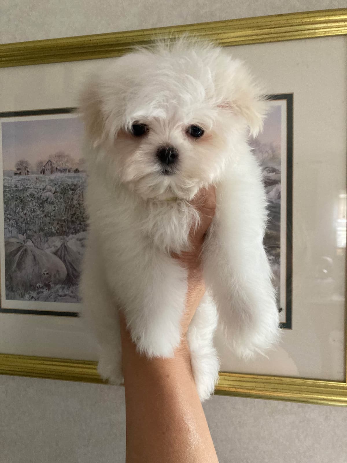 Champion line Maltese Puppies breeder image 8