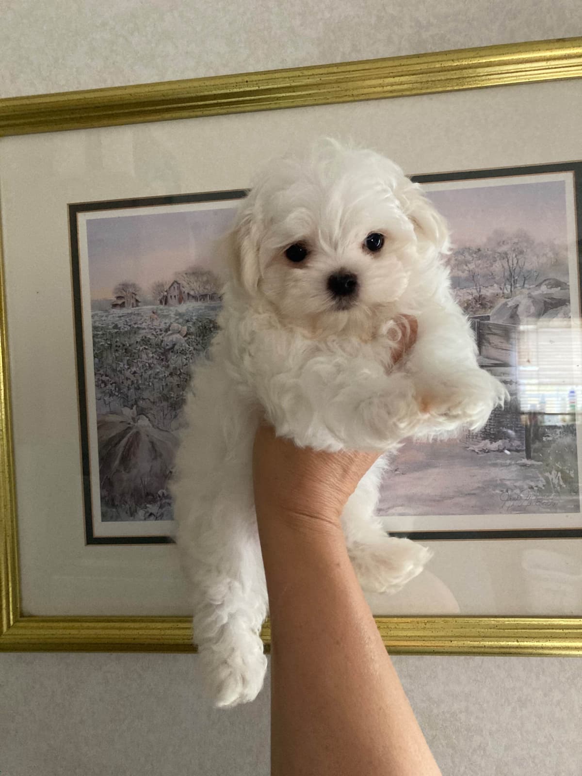 Champion line Maltese Puppies breeder image 7
