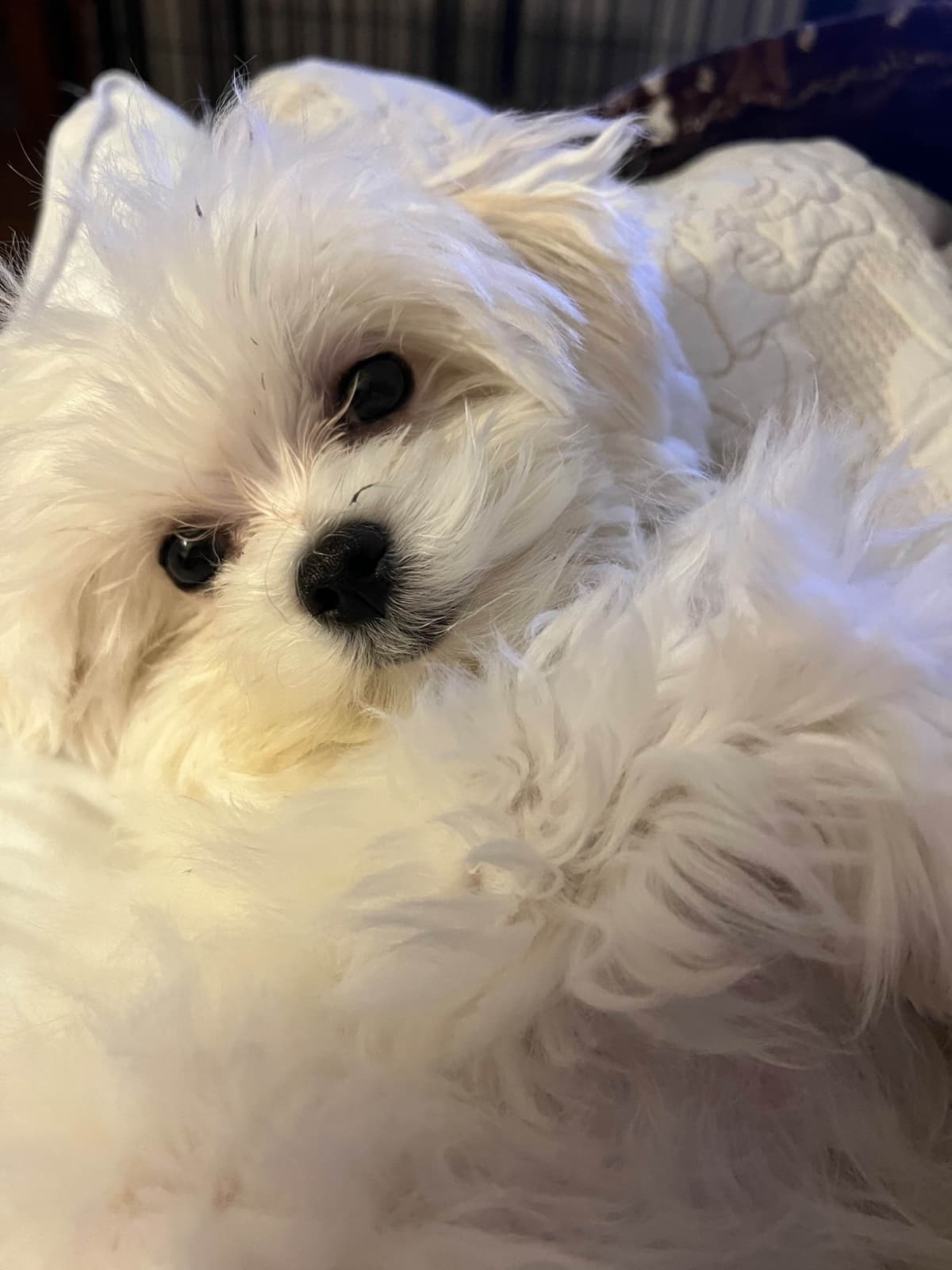 Champion line Maltese Puppies breeder image 1