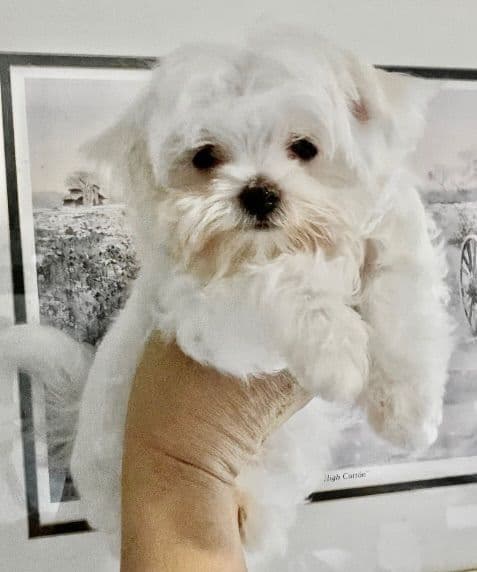 Champion line Maltese Puppies breeder image 9