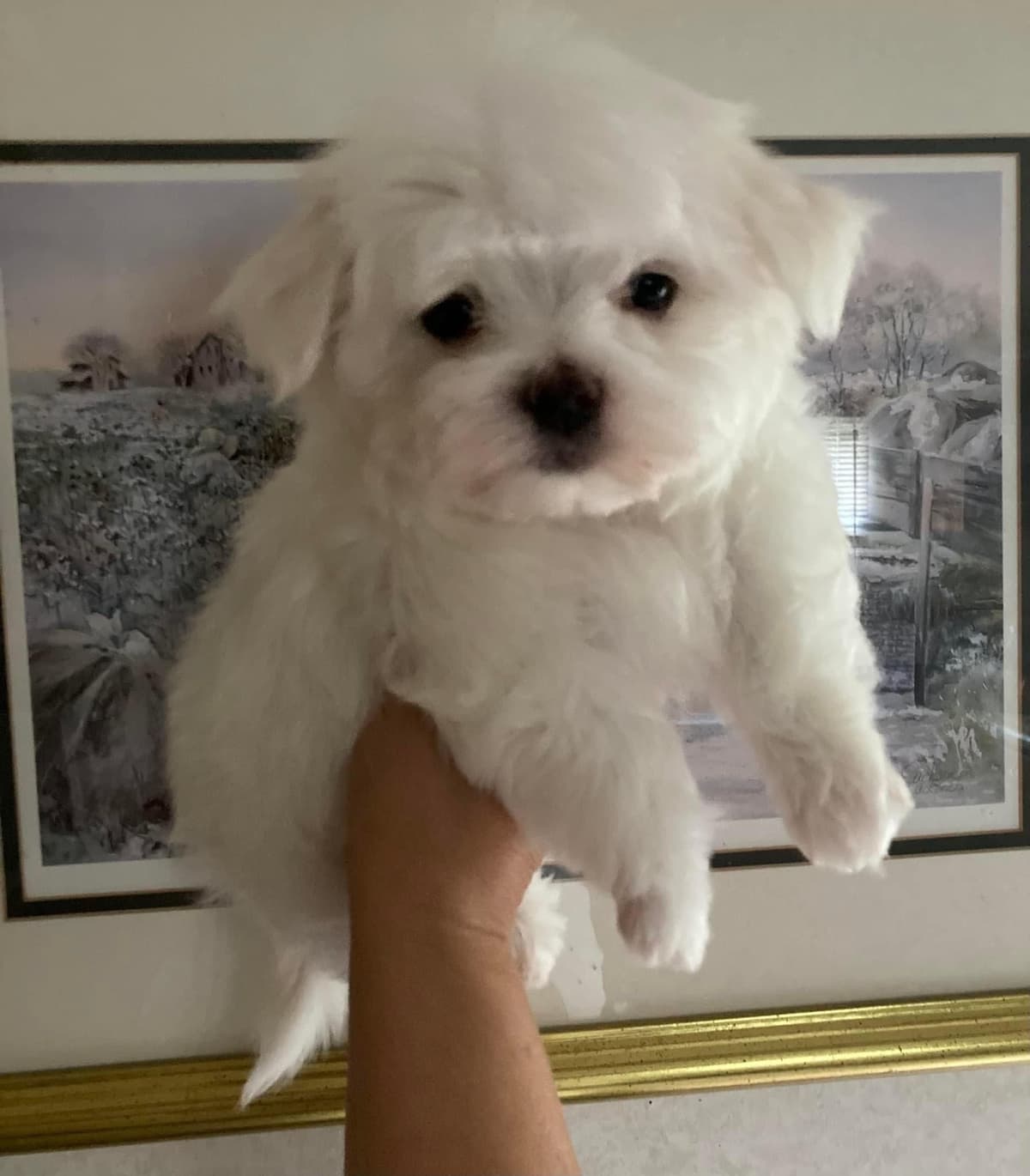 Champion line Maltese Puppies breeder image 10