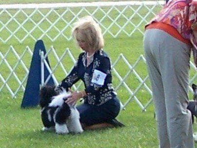 Havanese Puppies-Best to Call or Text. 941-468-7926 breeder image 2