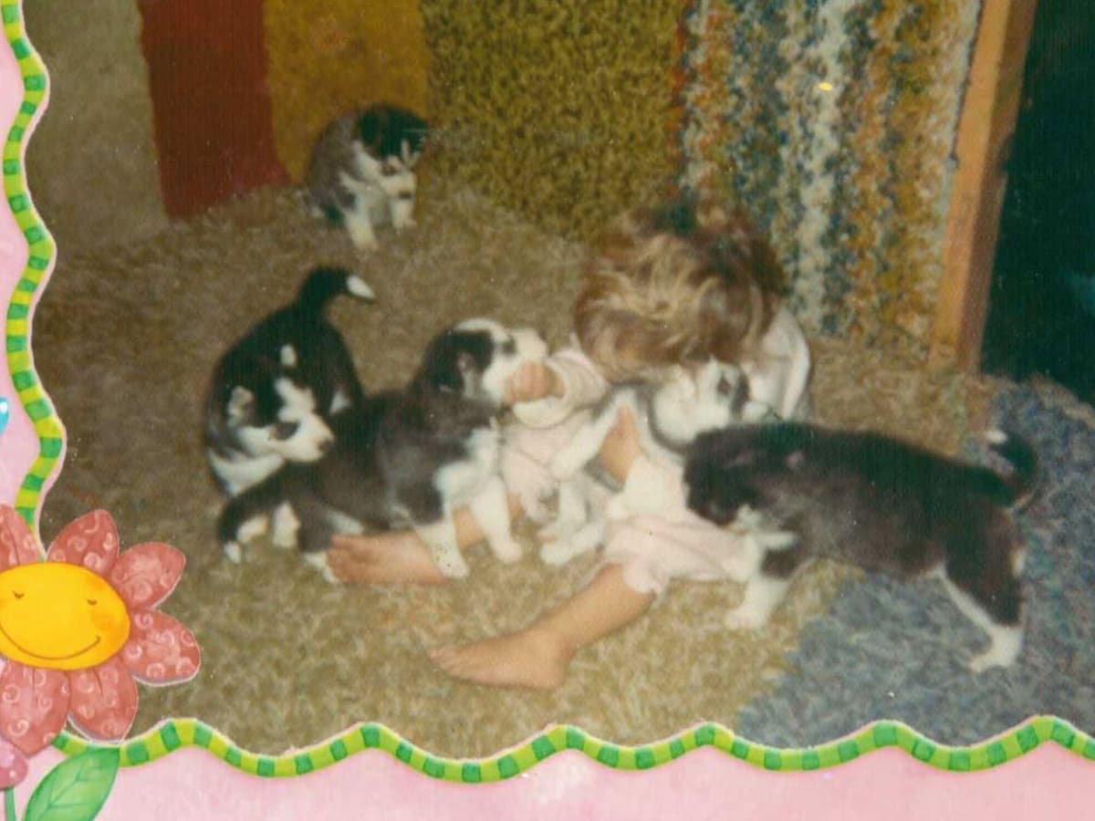 Havanese Puppies-Best to Call or Text. 941-468-7926 breeder image 3