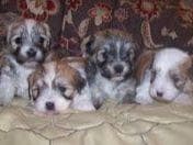 Havanese Puppies-Best to Call or Text. 941-468-7926 breeder image 4