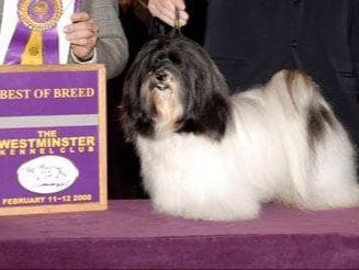 Havanese Puppies-Best to Call or Text. 941-468-7926 breeder image 5