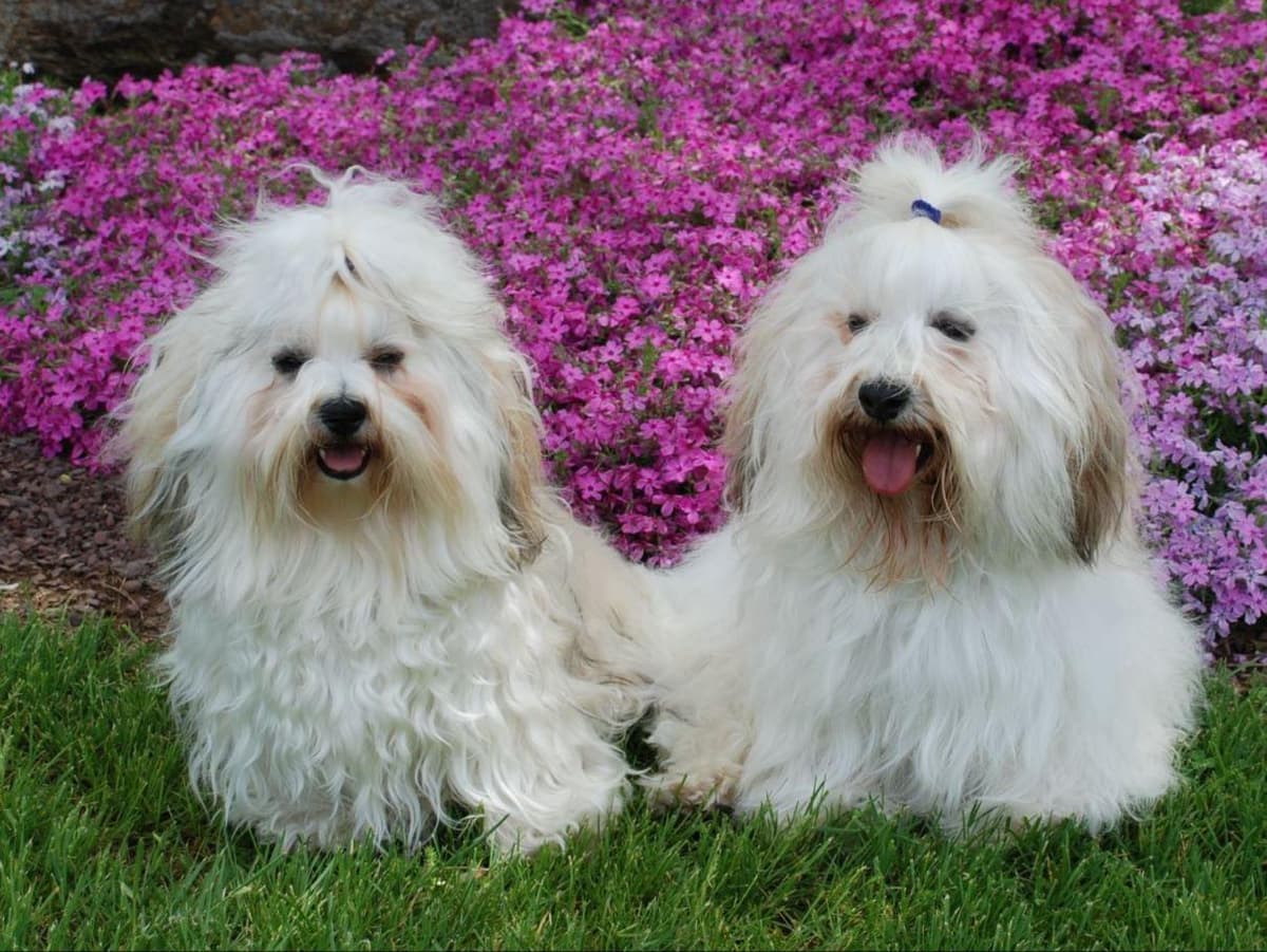 Havanese Puppies-Best to Call or Text. 941-468-7926 breeder image 6
