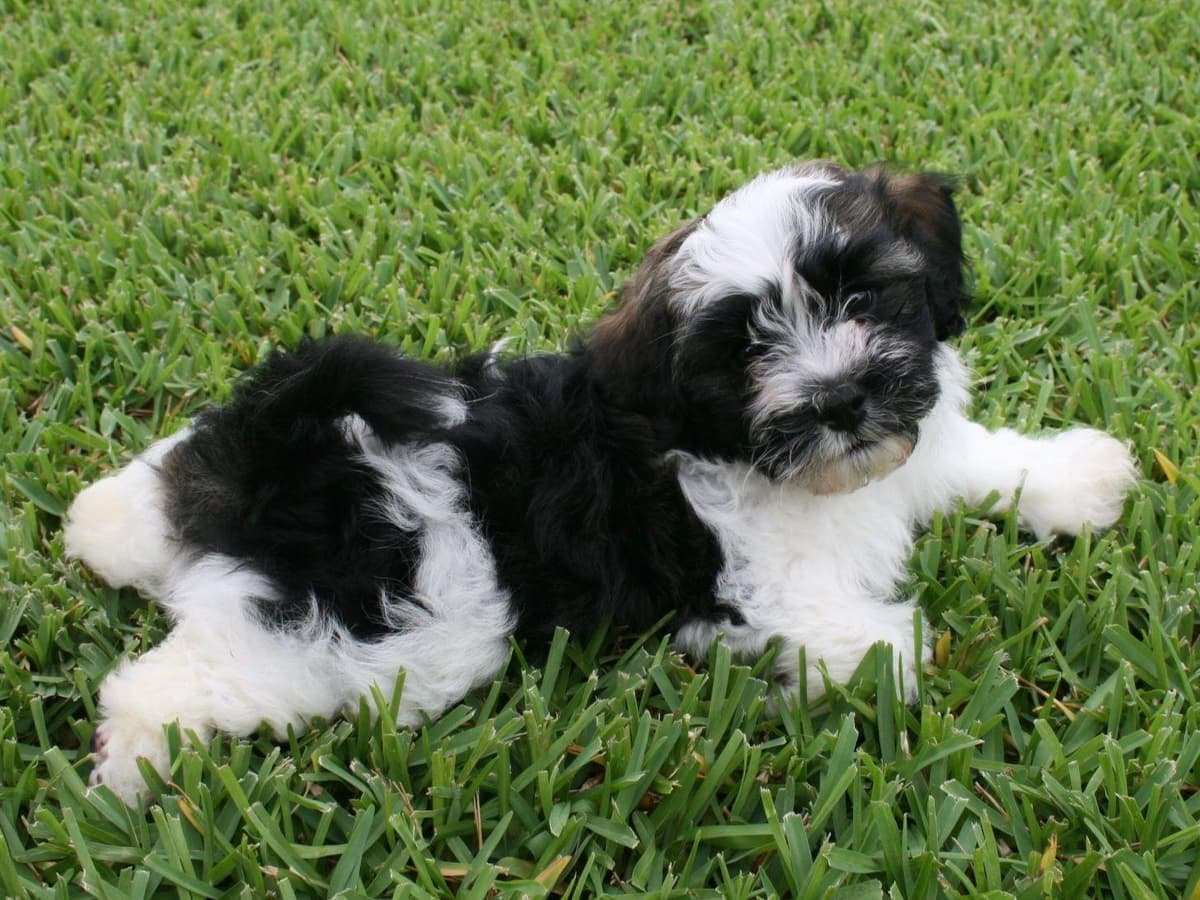 Havanese Puppies-Best to Call or Text. 941-468-7926 breeder image 7