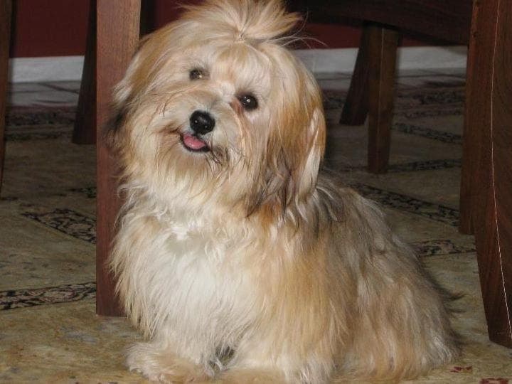 Havanese Puppies-Best to Call or Text. 941-468-7926 breeder image 8