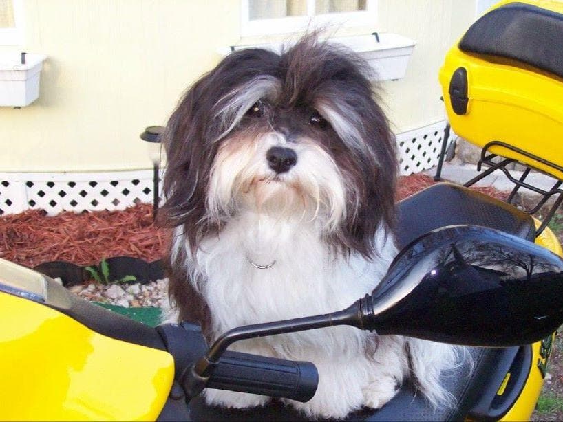 Havanese Puppies-Best to Call or Text. 941-468-7926 breeder image 9