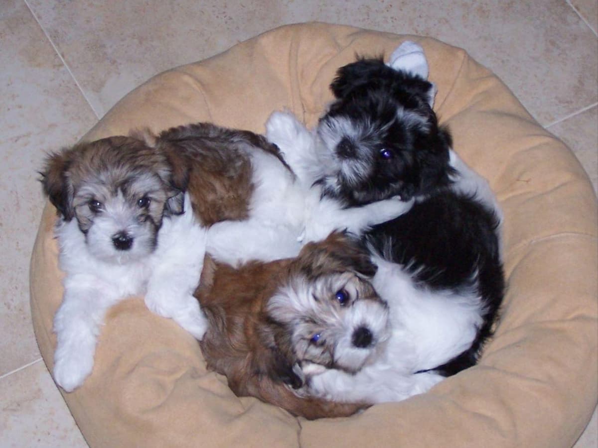 Havanese Puppies-Best to Call or Text. 941-468-7926 breeder image 10