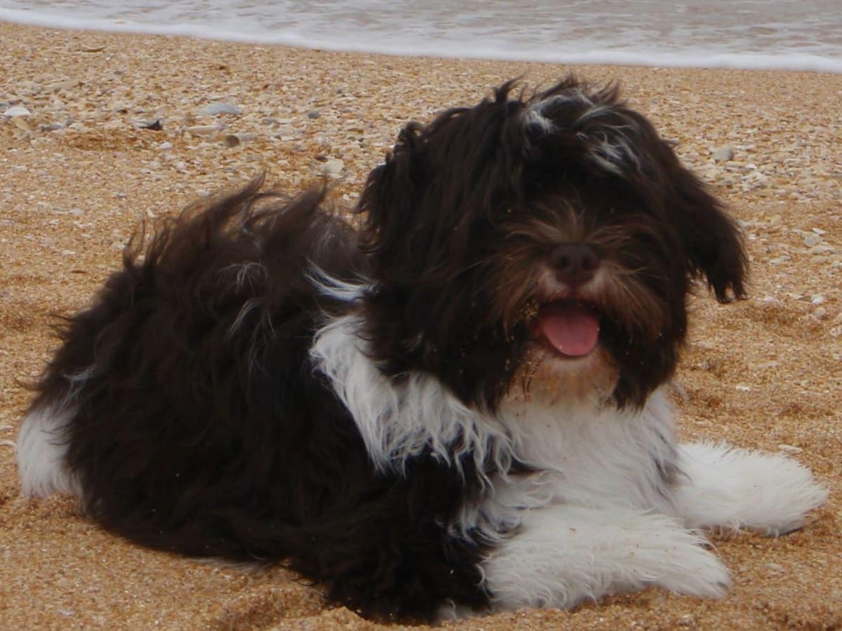 Havanese Puppies-Best to Call or Text. 941-468-7926 breeder image 11