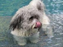 Havanese Puppies-Best to Call or Text. 941-468-7926 breeder image 12