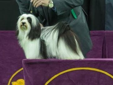 Havanese Puppies-Best to Call or Text. 941-468-7926 breeder image 13