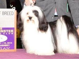 Havanese Puppies-Best to Call or Text. 941-468-7926 breeder image 14