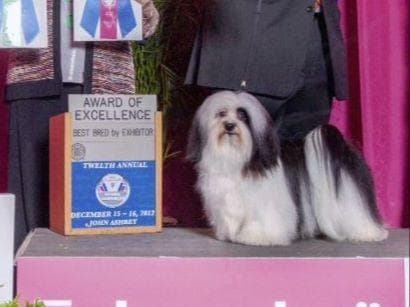 Havanese Puppies-Best to Call or Text. 941-468-7926 breeder image 15