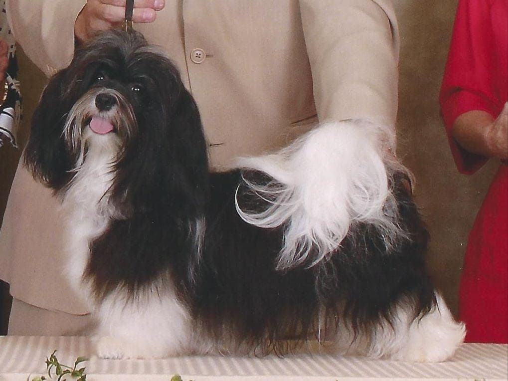 Havanese Puppies-Best to Call or Text. 941-468-7926 breeder image 17