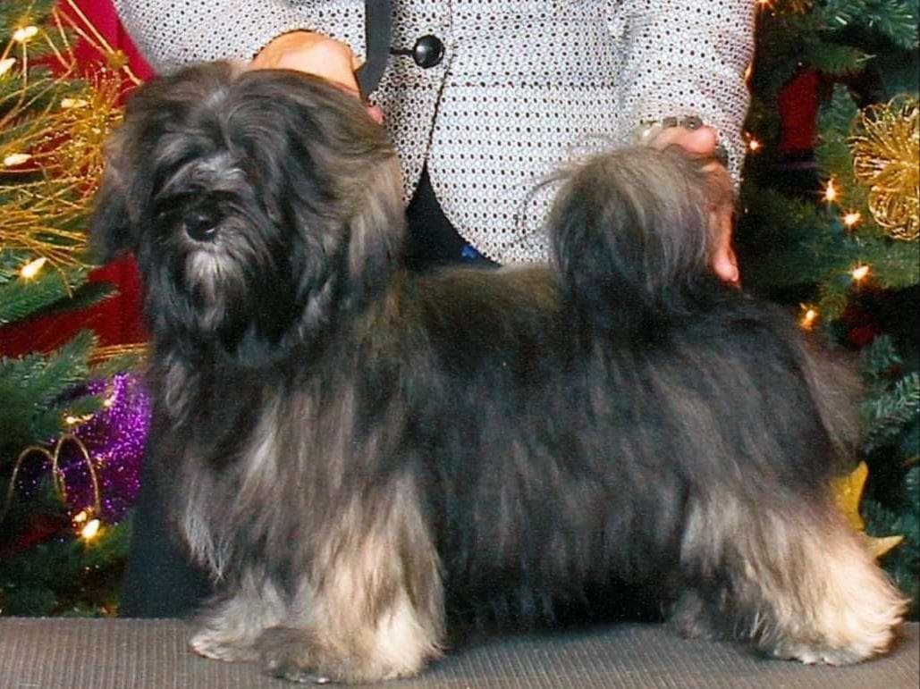 Havanese Puppies-Best to Call or Text. 941-468-7926 breeder image 18