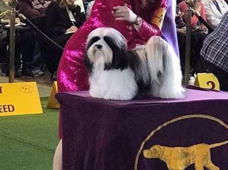 Havanese Puppies-Best to Call or Text. 941-468-7926 breeder image 19