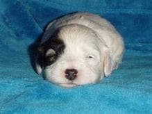 Havanese Puppies-Best to Call or Text. 941-468-7926 breeder image 20