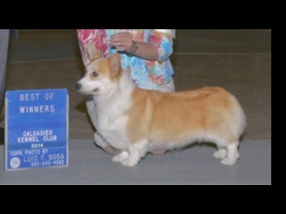 Gorgeous French Bulldog Puppies breeder image 16