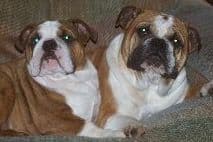 Gorgeous French Bulldog Puppies breeder image 24