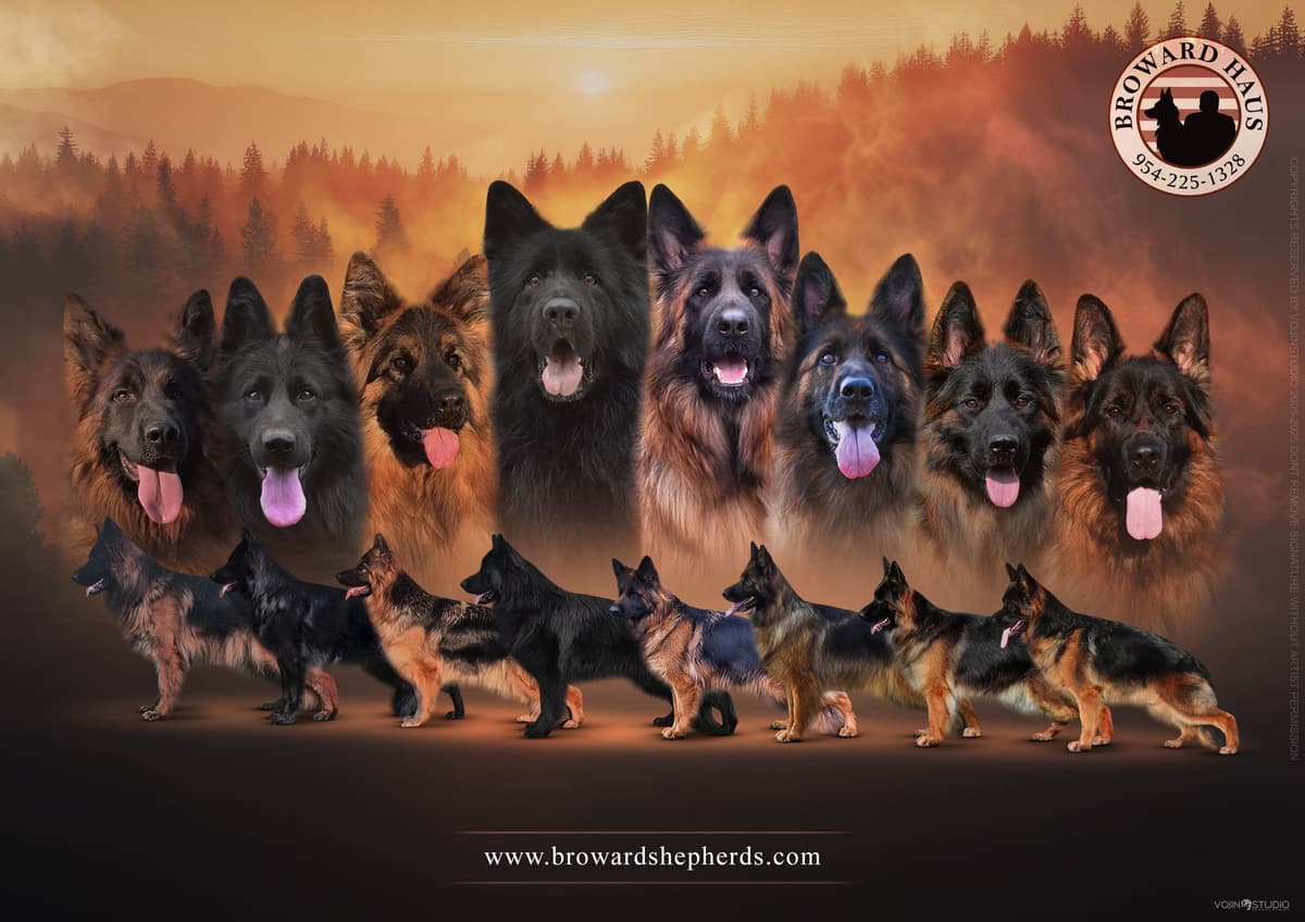 German Shepherd Dog Puppies breeder image 3