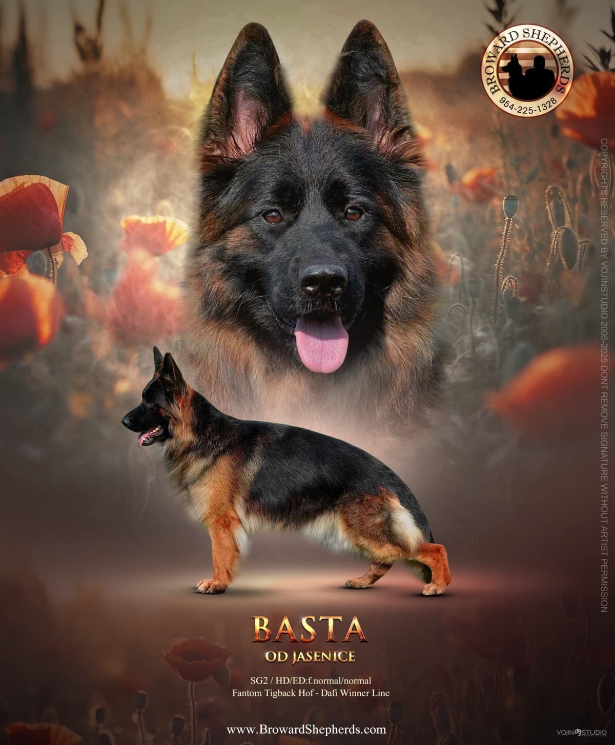 German Shepherd Dog Puppies breeder image 5