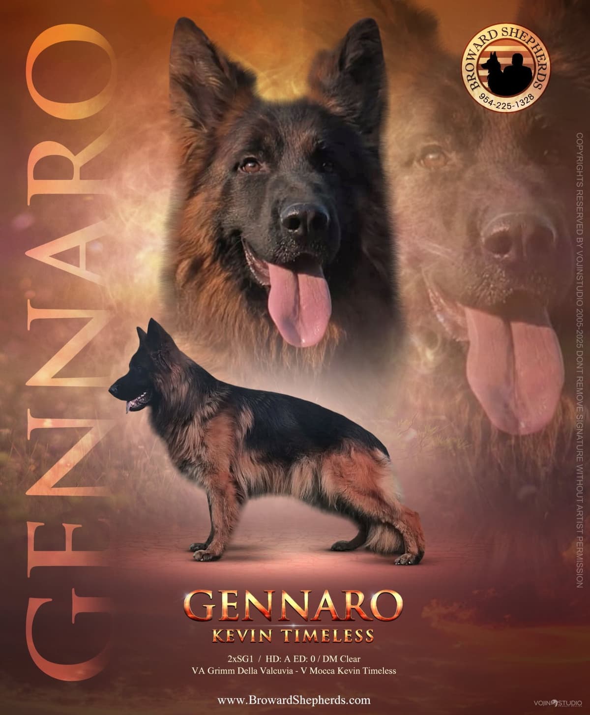 German Shepherd Dog Puppies breeder image 7