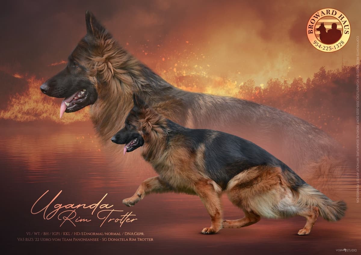 German Shepherd Dog Puppies breeder image 4