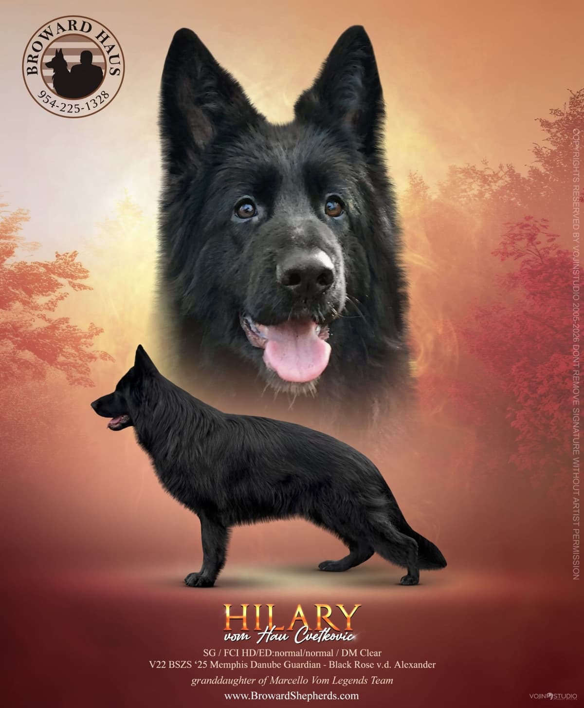 German Shepherd Dog Puppies breeder image 8