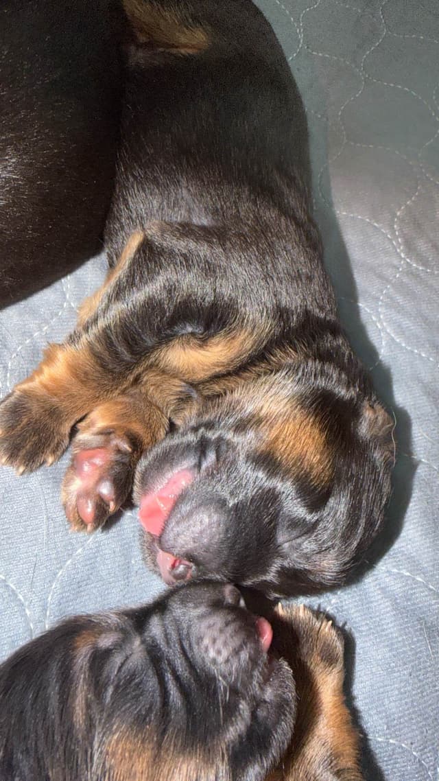German Shepherd Dog Puppies media 2